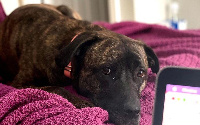 A photo of my dog Brandi